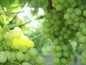 В Израиле планируют выращивать виноград даже зимой