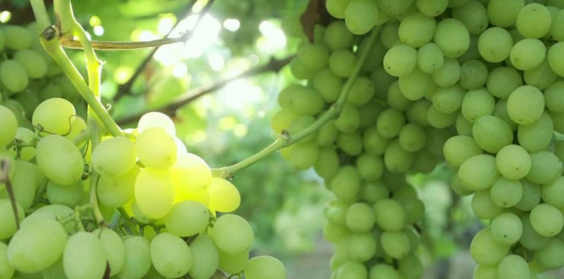 В Израиле планируют выращивать виноград даже зимой