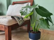 10 растений, которые наверняка приживутся в ваших квартирах